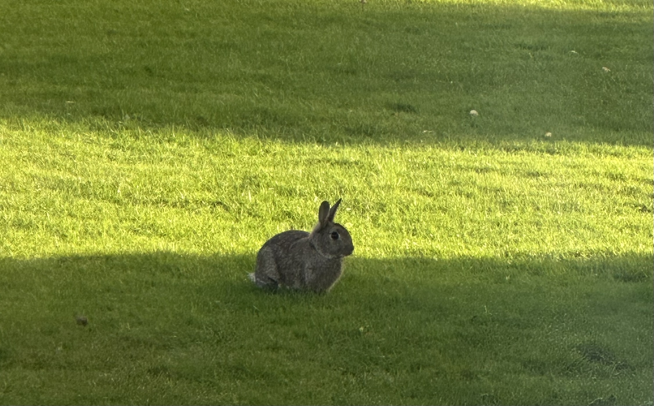 Wildlife