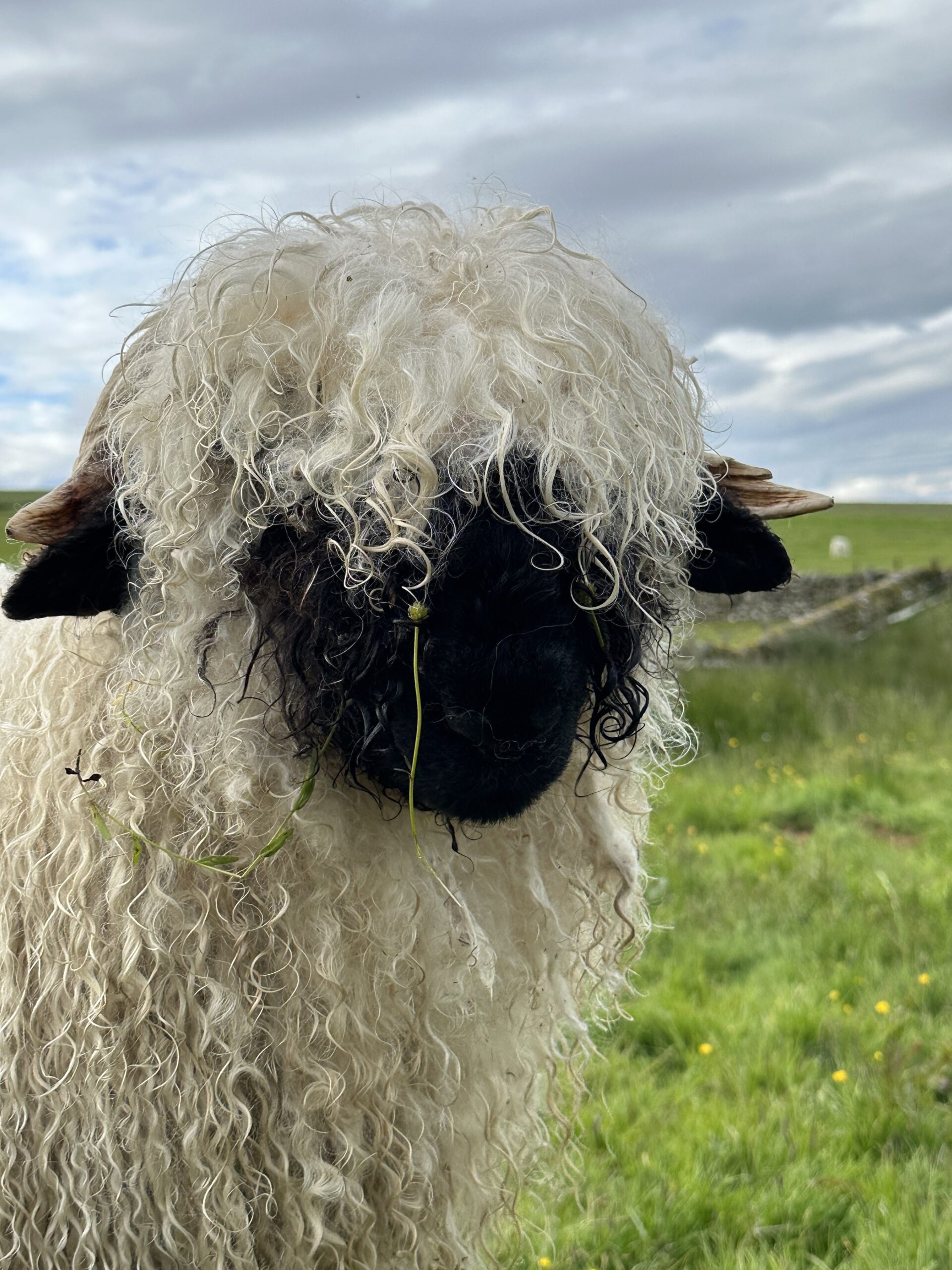 Valais Blacknose sheep