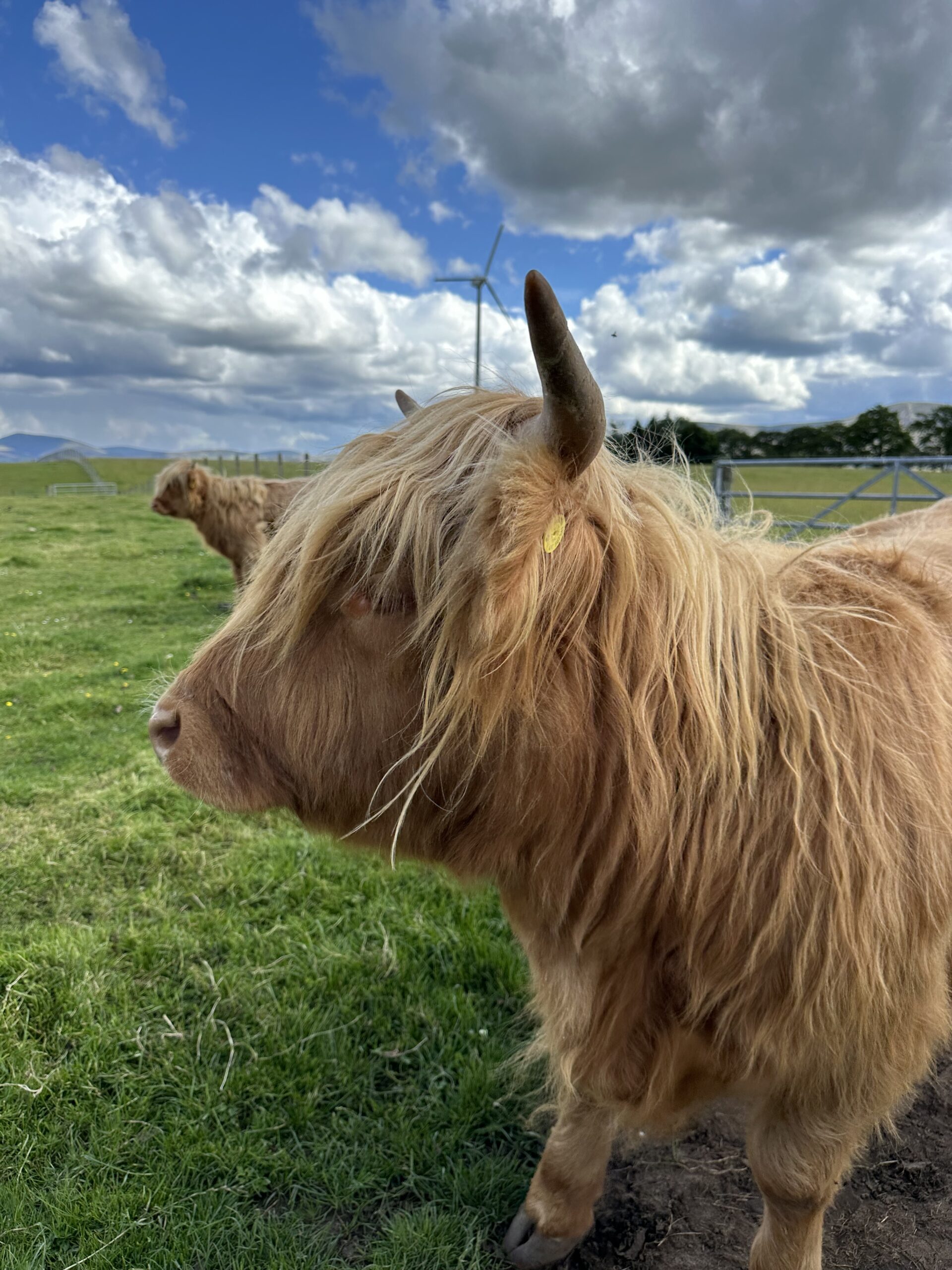 Highland cow