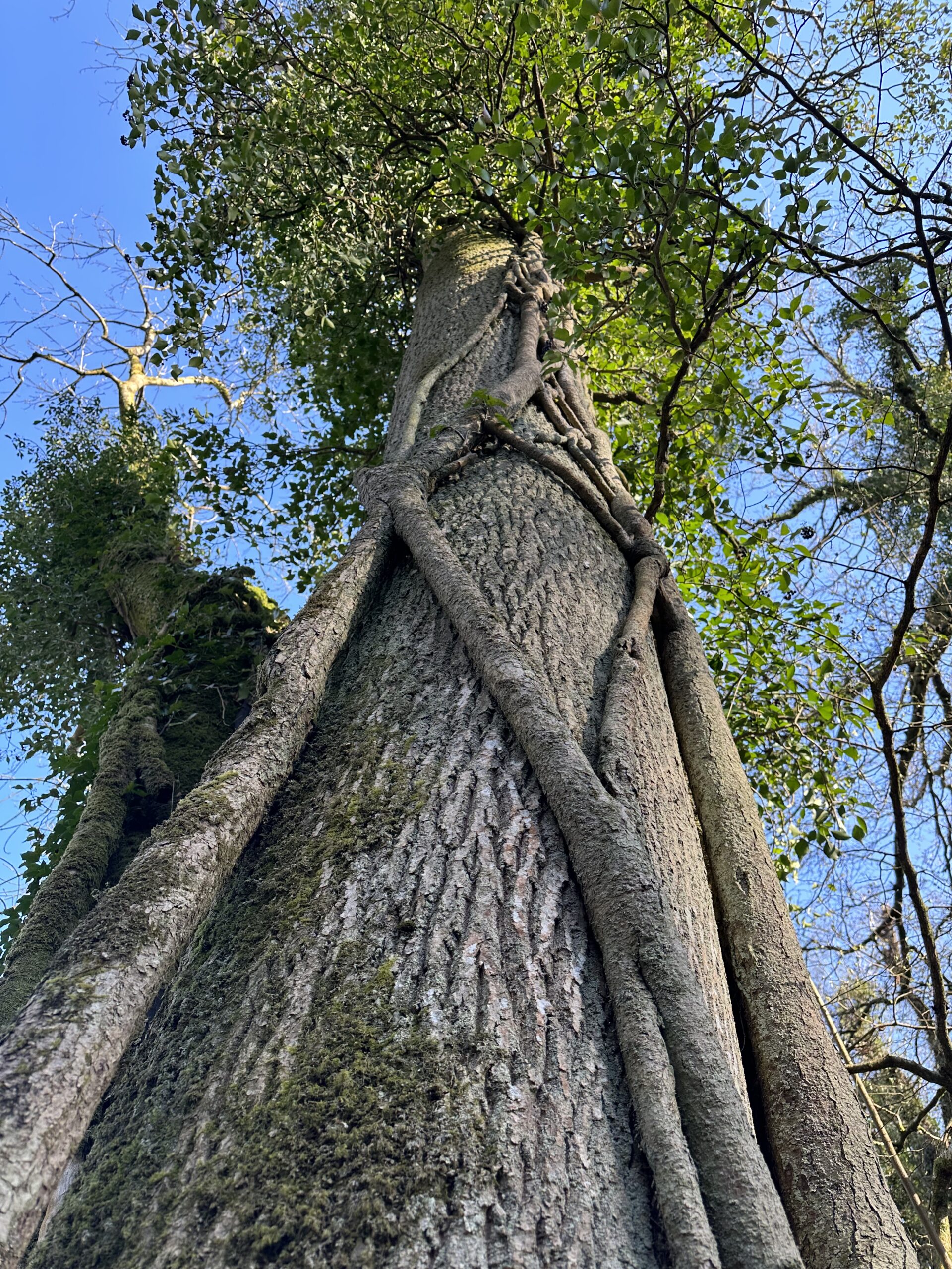 Forest walks