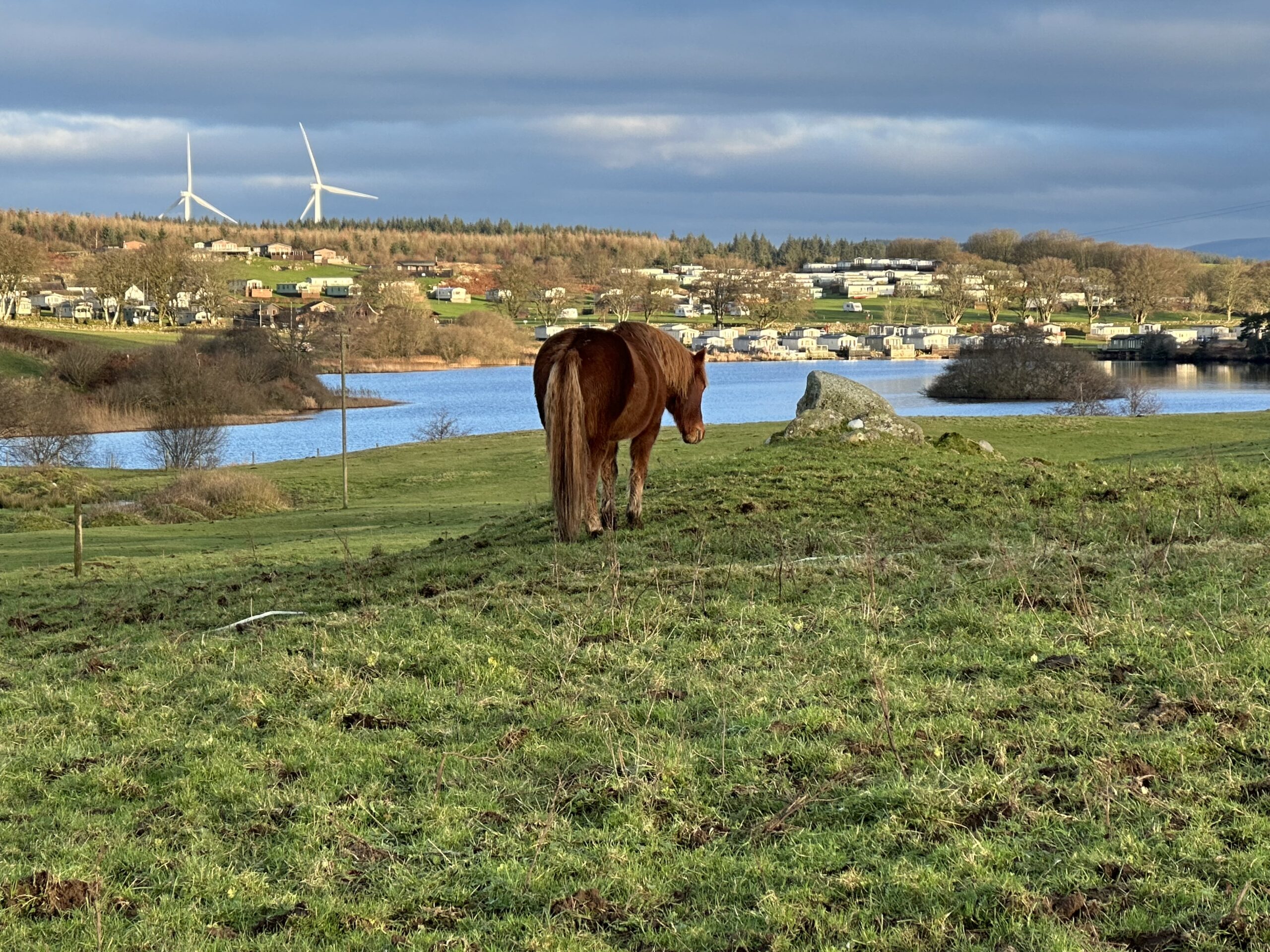 Animals on site